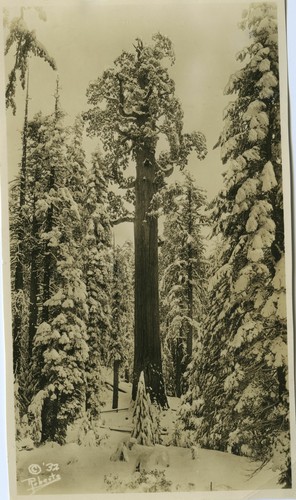 Gen Grant Tree