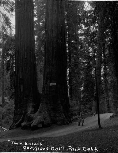 "Twin Sisters" Gen. Grant Nat'l Park Calif