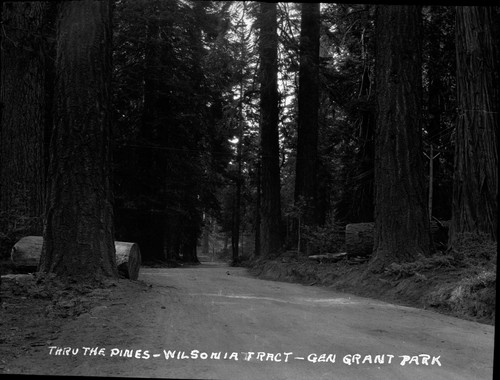 "Thru the pines - Wilsonia Tract - Gen Grant Park"