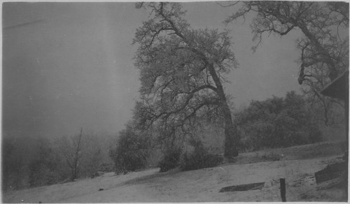 Unknown, tree, cabin