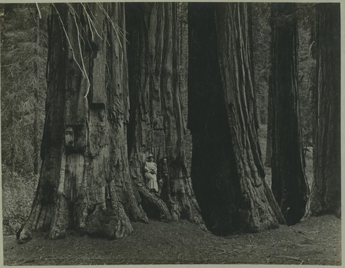 Couple by group of Sequoias