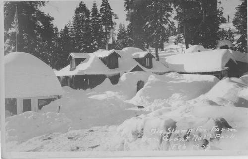 Big Stump Fox Farm Gen Grant Nat'l Park Feb 1932