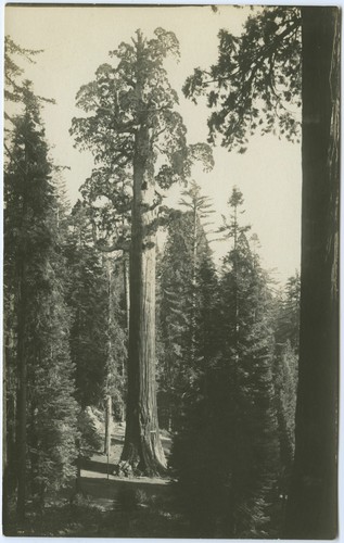 General Grant Tree