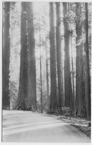 On the way to Moro Rock from Headquarters at Giant Forest