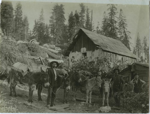 Some of Kanayer pack animals take a Millwood by their cabin