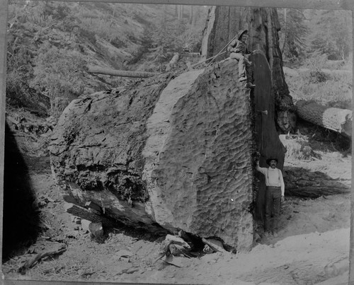 Loggers, sequoia log