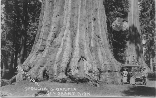 Sequoia Gigantia Gen. Grant Park