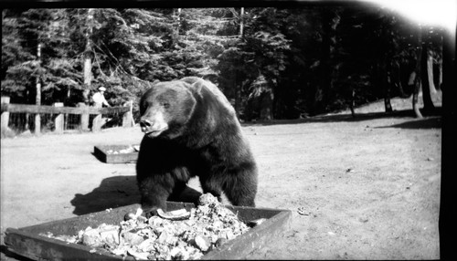 Bear at trash pit