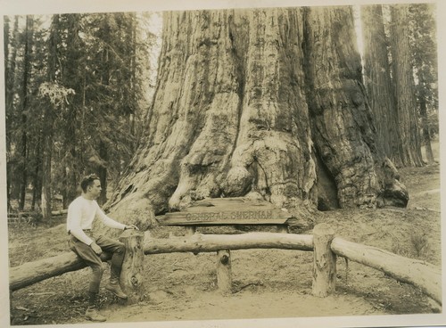 General Sherman Tree