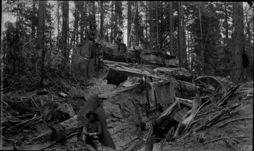 Loggers sitting on sequoia log in pieces