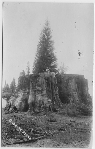 Twin Stumps in Gen Grant Nat'l Park