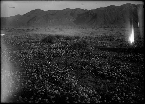 desert, flowers