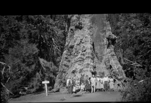 Group at base of Sequoia, ?