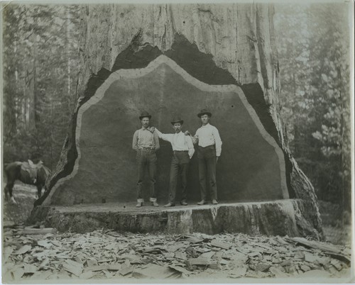 Group photo, men, Studio Tree