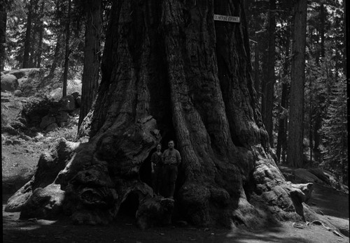 General Grant Tree, portrait