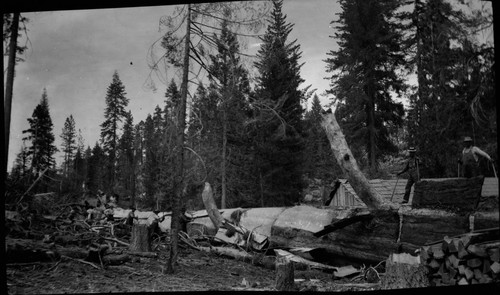 Logging scene