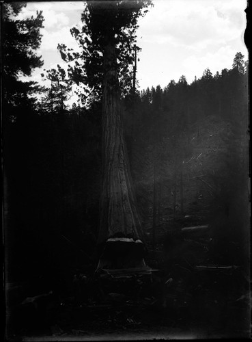 Sequoia falling
