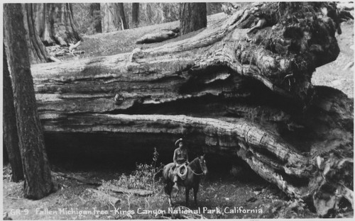 "GR-9 Fallen Michigan Tree - Kings Canyon National Park, Califor