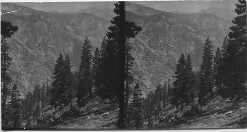 In Kings Canyon, unknown ?