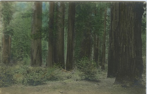 Hand painted, group of sequoias