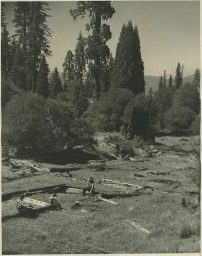 Summer '49 in Converse Basin