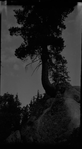 curved tree growing out of boulder