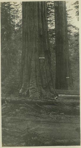 Oregon Tree and Florida Tree