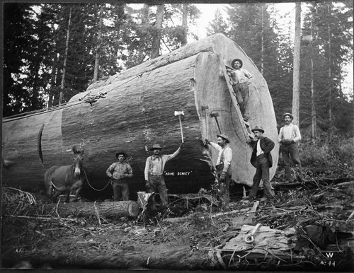 Logging portrait