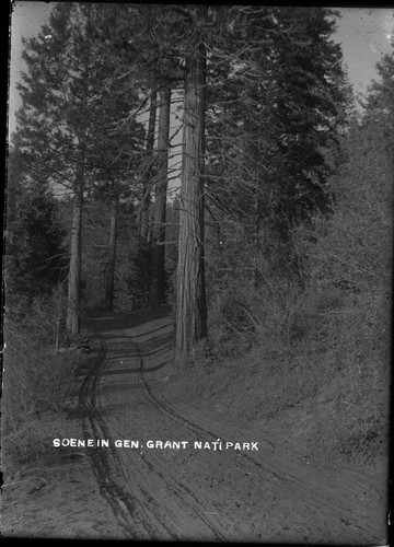 "Scene in Gen. Grant Nat'l Park"