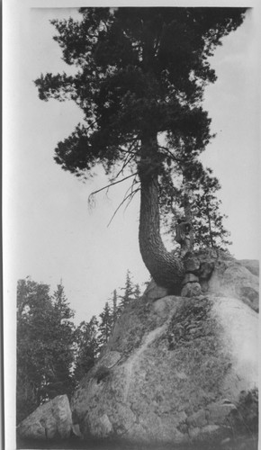 Tree growing from rock