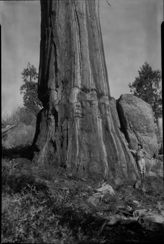 Tree that was cut and never fell