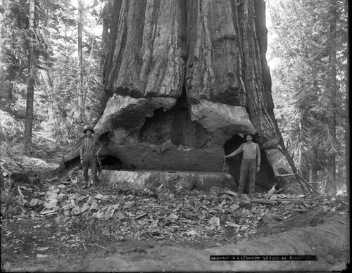 Undercut sequoia