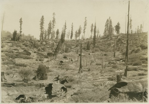 Man on horse in logged area