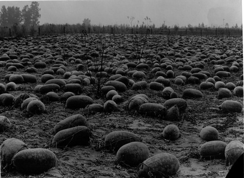 Watermelons, field