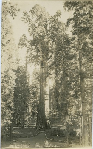 General Sherman Tree