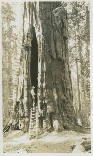 Known as Room Tree in Seq. Park