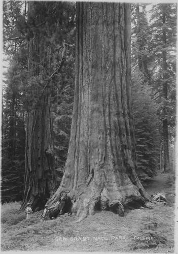 Edna and Edmund by giant sequoia