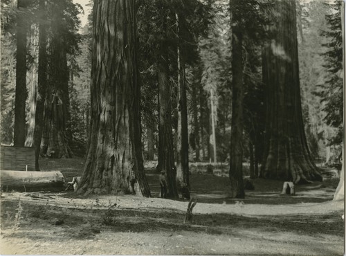 People at sequoias