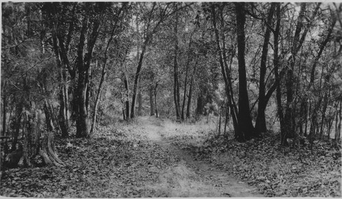 Unknown path through trees