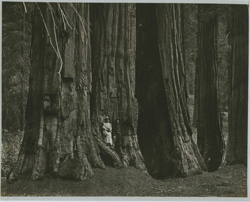 Edna Roberts, man, group of sequoias