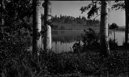 Birch trees, lake