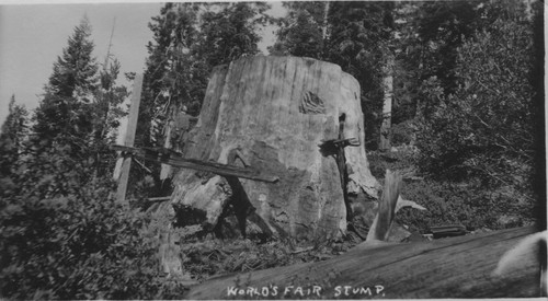 "World's Fair Stump"