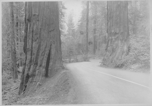 Sequoia trees by road