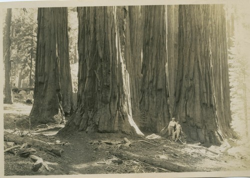 Congress Group of big trees in Seq. Nat'l Park