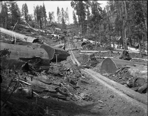 Log chute, flume