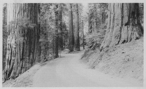 Unknown Sequoias by road