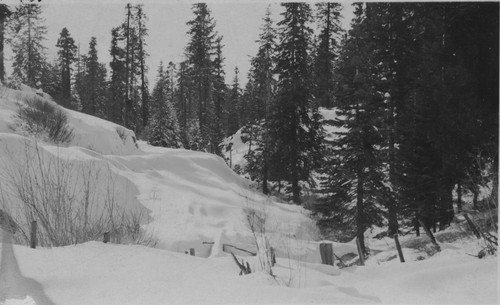 Snow and trees, unknown area