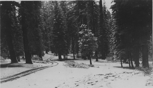 Road, snow, trees, unknown