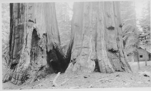 Sequoia Nat'l Park