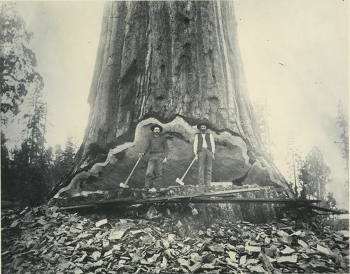 Mark Twain Tree of the Stumps